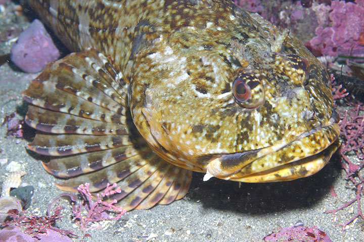 a fish with a head wider than its body, small fleshy skin flaps around its eyes and mouth, and large fan-like pectoral fins